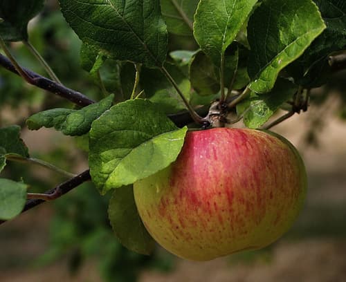 Gala Apple