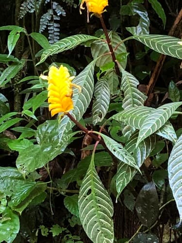 Zebra Plant