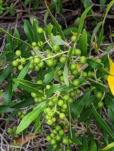 Olive Tree