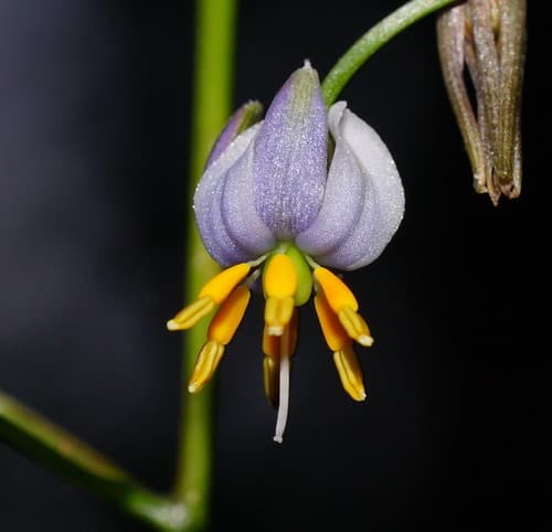Variegated Flax Lily