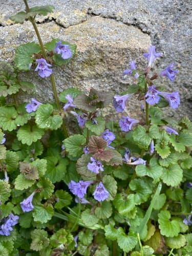 Catmint