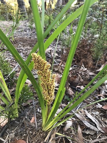 Platinum Beauty Lomandra