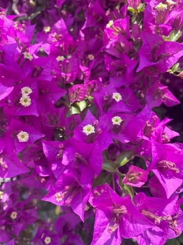 Bougainvillea