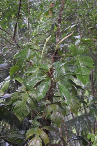 Red Bristle/Hairy Philodendron
