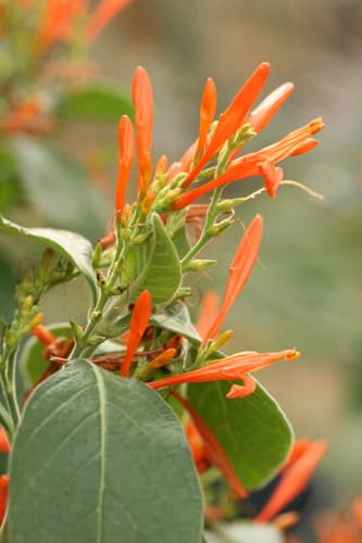 Mexican Honeysuckle