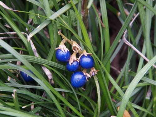 Mondo Grass