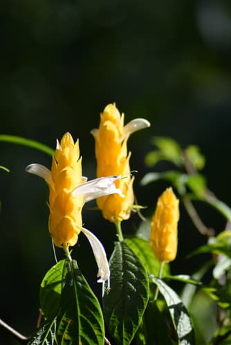 Yellow Shrimp Plant