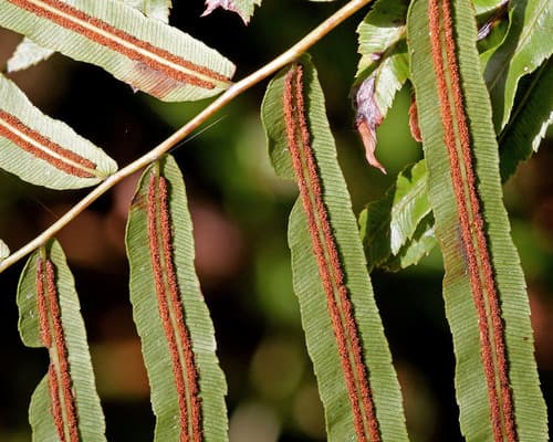 Dwarf River Fern