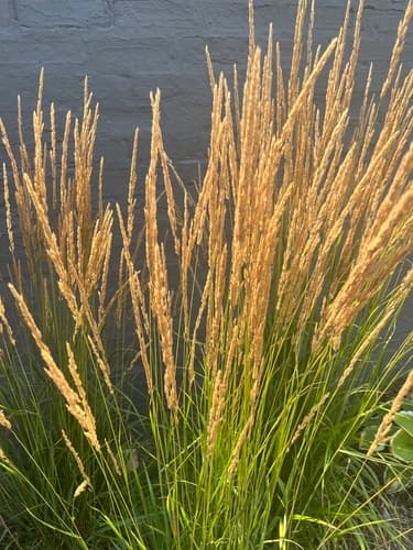Karl Foerster Feather Reed Grass