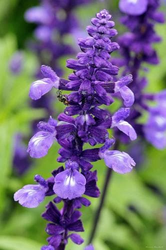 Mealycup Sage 'Victoria Blue'