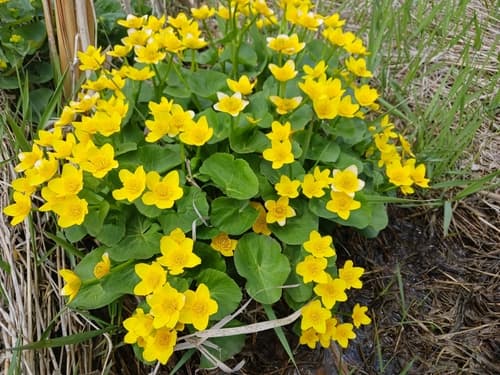 Marigold