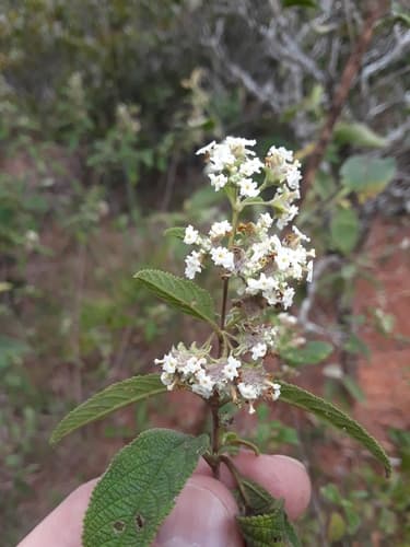Mexican Oregano