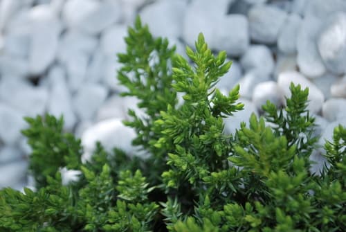 Green Mound Juniper