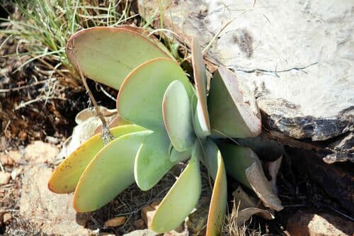 Paddle Plant