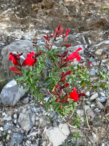 Salvia Mirage