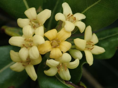 Green Pittosporum