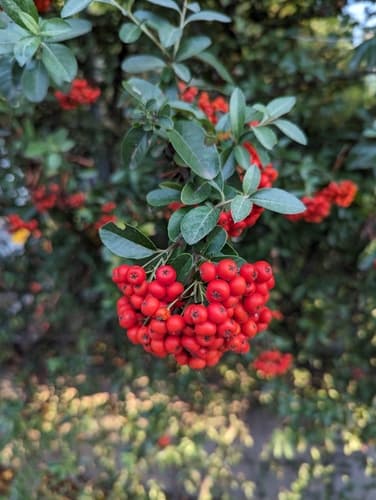 Cotoneaster