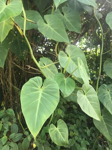Philodendron 'Lemon Lime'