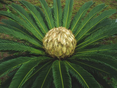 King Sago Palm