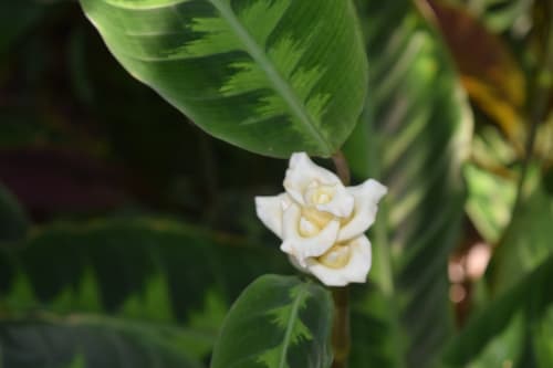 Jungle Velvet Calathea
