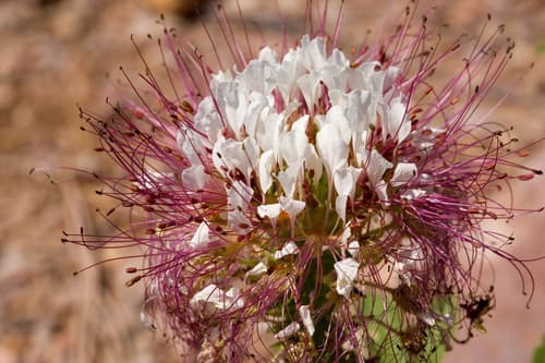 Redwhisker Clammyweed