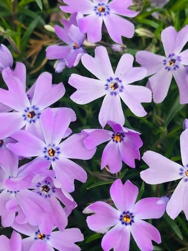 Creeping Phlox 'Emerald Blue'