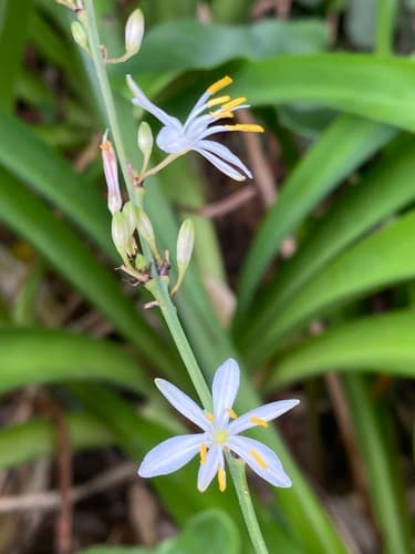 Spider Plant