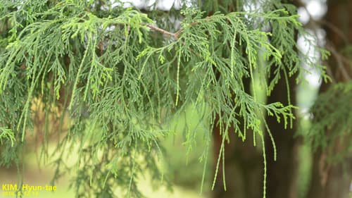 Gold Mop Cypress
