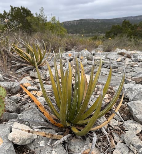 Agave Lechuguilla