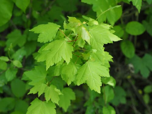 Redpointe Maple