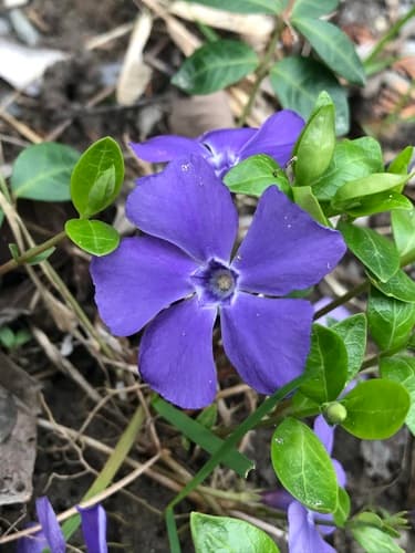 Vinca Minor Vine