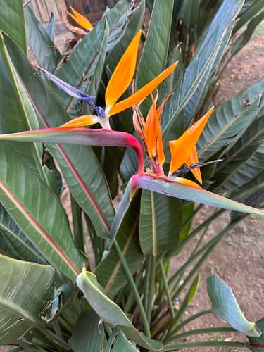 Bird of Paradise