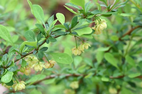 Crimson Pygmy Barberry