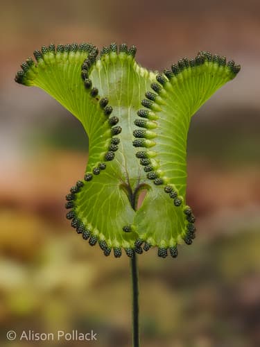 Ferns