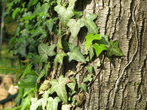 Needlepoint Ivy