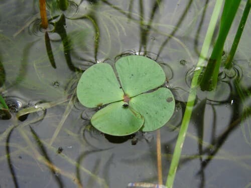 Clover Fern