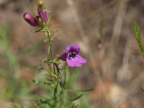 Margarita Beardtongue
