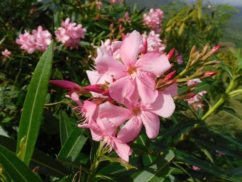 Pink Oleander