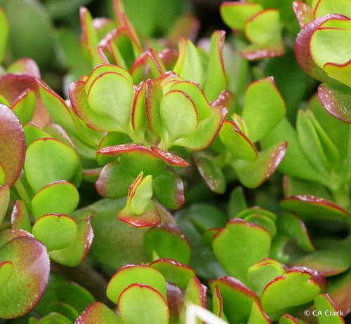 Jade Plant
