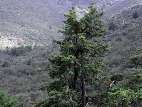 Blue Arizona Cypress