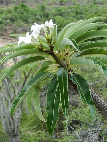Madagascar Palm