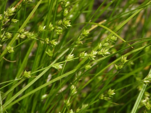 Berkeley Sedge