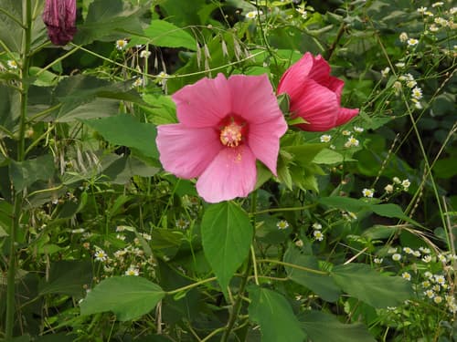 Hibiscus 'Summerific Berry Awesome'