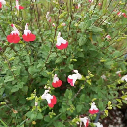 Mountain Sage