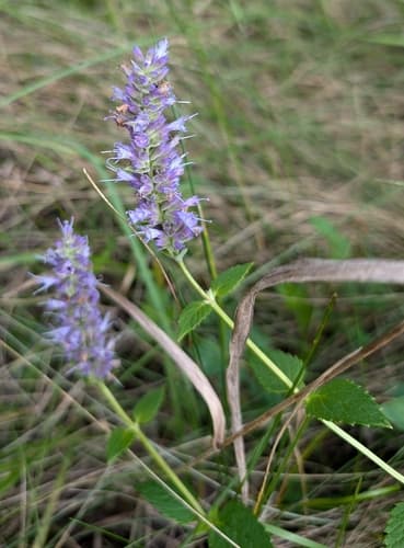 Anise Hyssop 'Blue Boa'