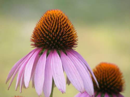 Prairie Splendor Purple Coneflower