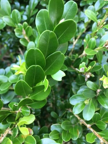 Little Missy Boxwood
