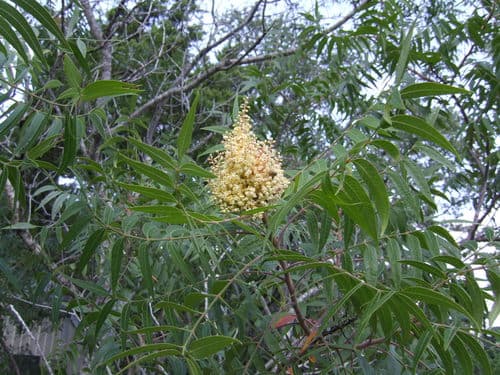 Prairie Flameleaf Sumac