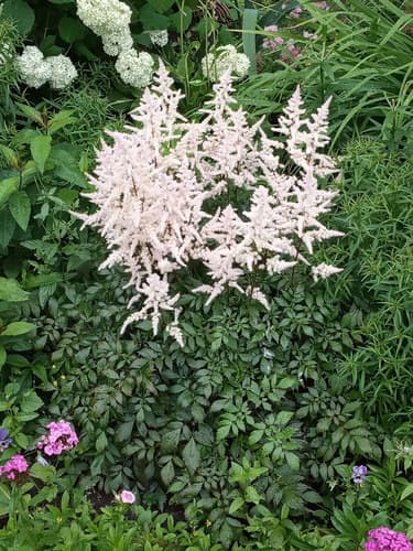 Astilbe 'Younique Cerise'