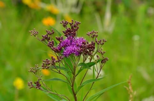 Ironweed